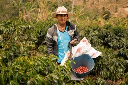 Trabajador del café